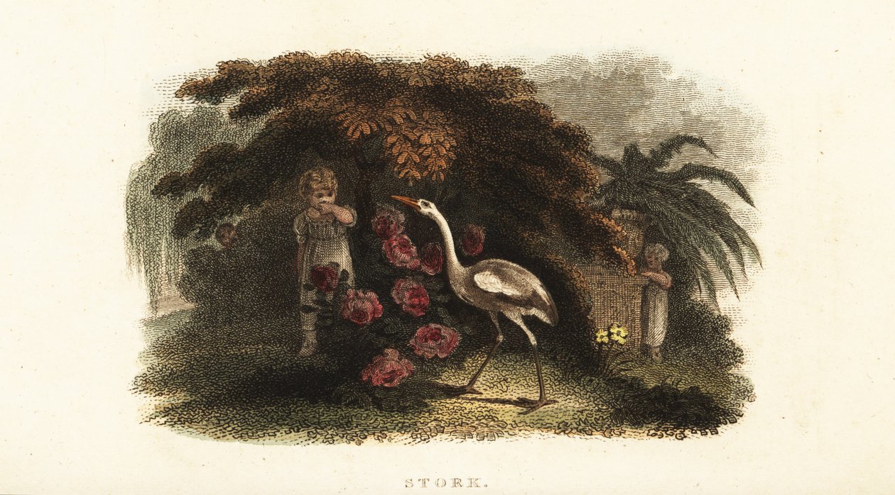 White stork, Ciconia ciconia, playing hide and seek with children in a garden by English School