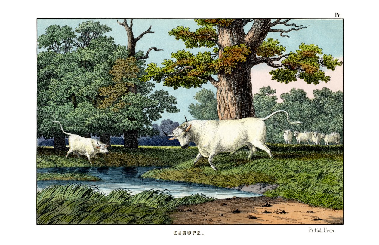Wild Cattle of Britain by English School: Fine art print