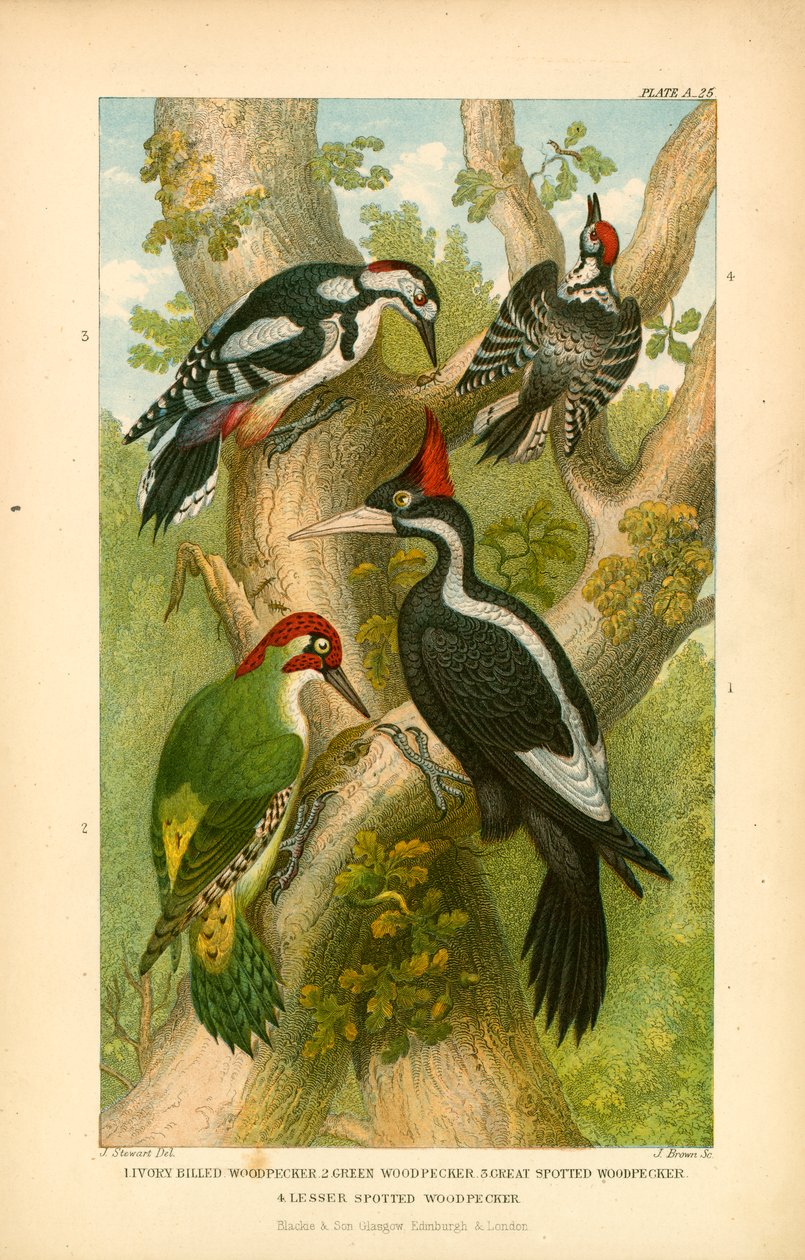 Woodpeckers by English School