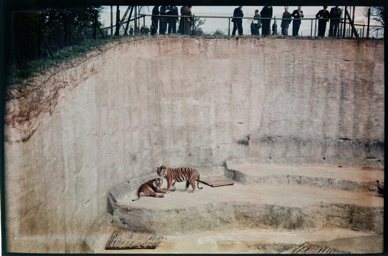 Whipsnade Zoo, Whipsnade, Central Bedfordshire, UK by Eric Maybank