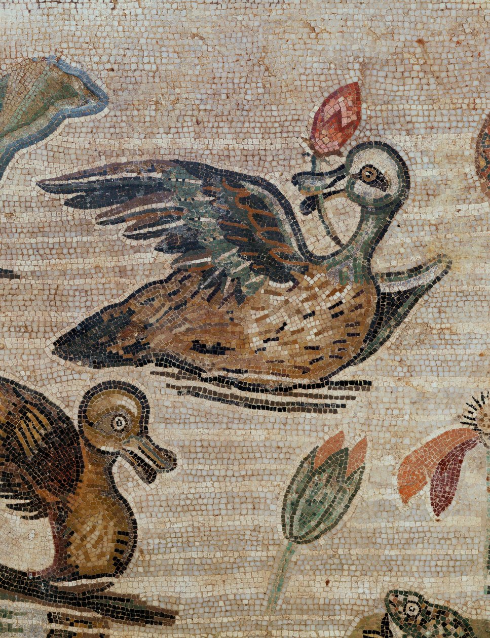 Ducks Swimming in a Pool by Erich Lessing