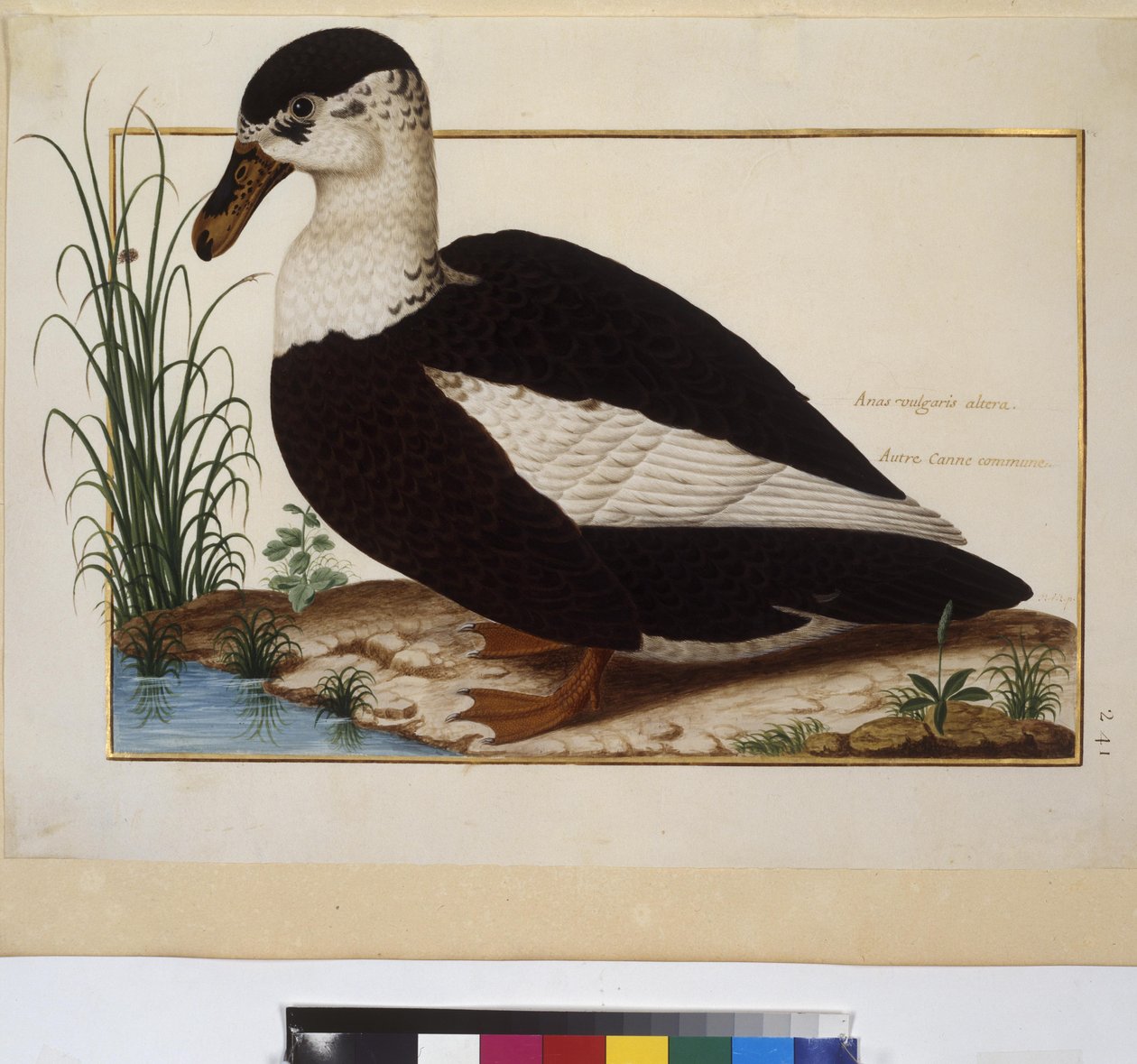 Animal Study, c.1650-75 by Erich Lessing