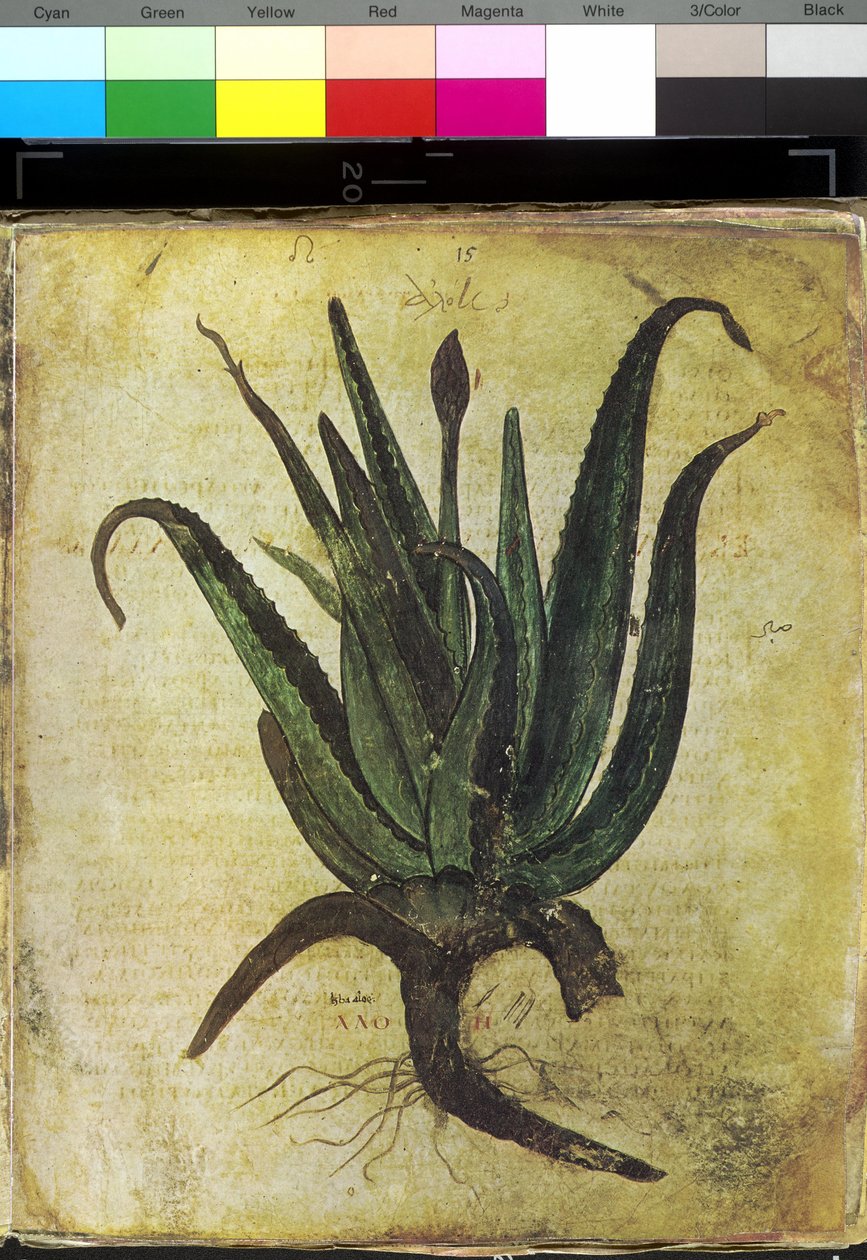 Full page: floral illustration: aloe by Erich Lessing