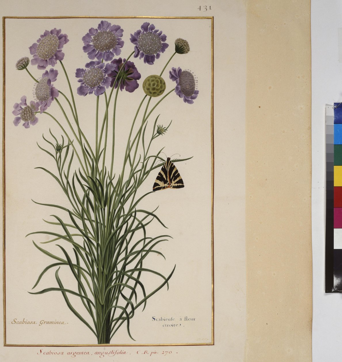 Full page: plant study, c.1650-75 by Erich Lessing