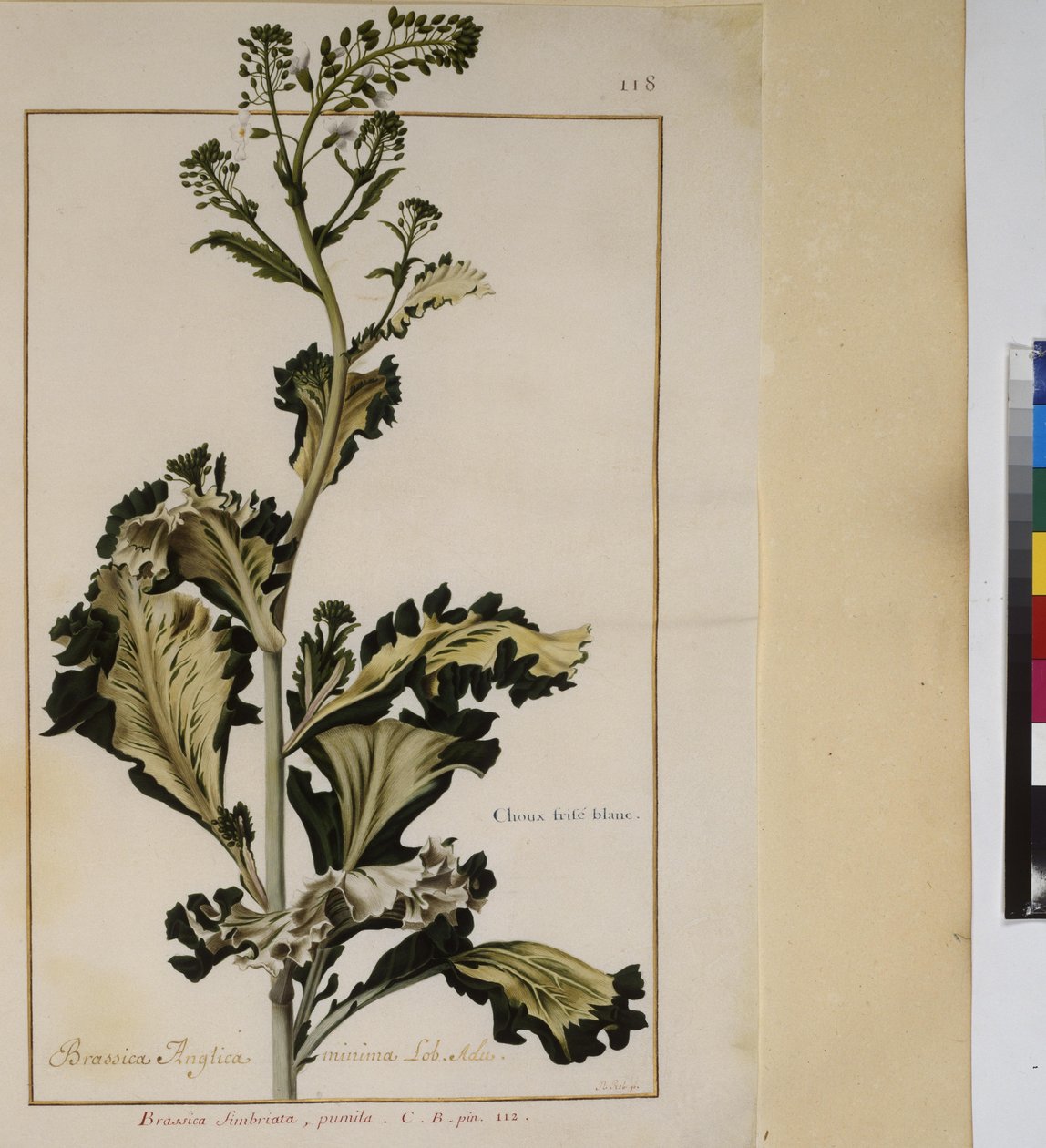 Full page: plant study, c.1650-75 by Erich Lessing