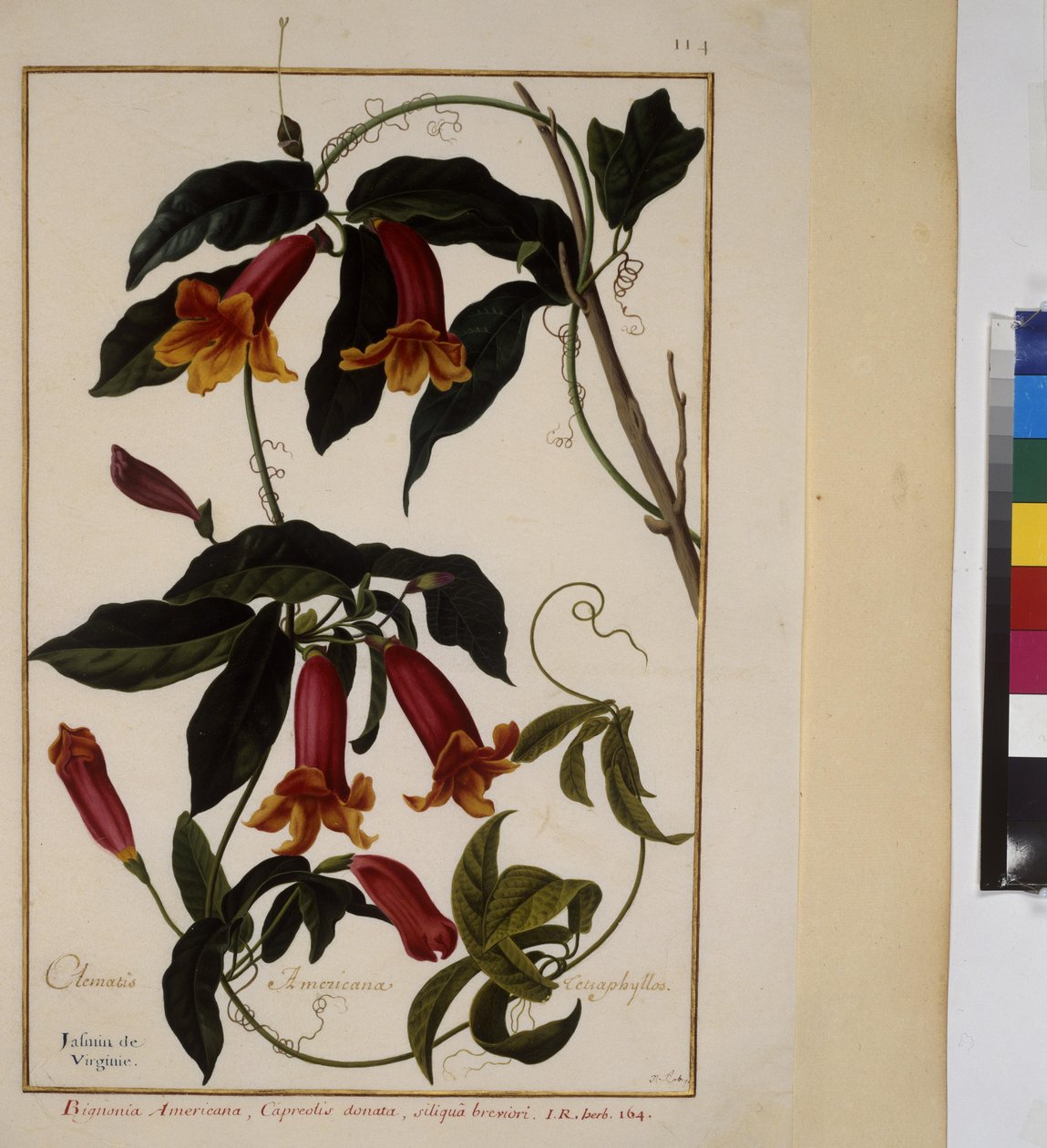 Full page: plant study, c.1650-75 by Erich Lessing