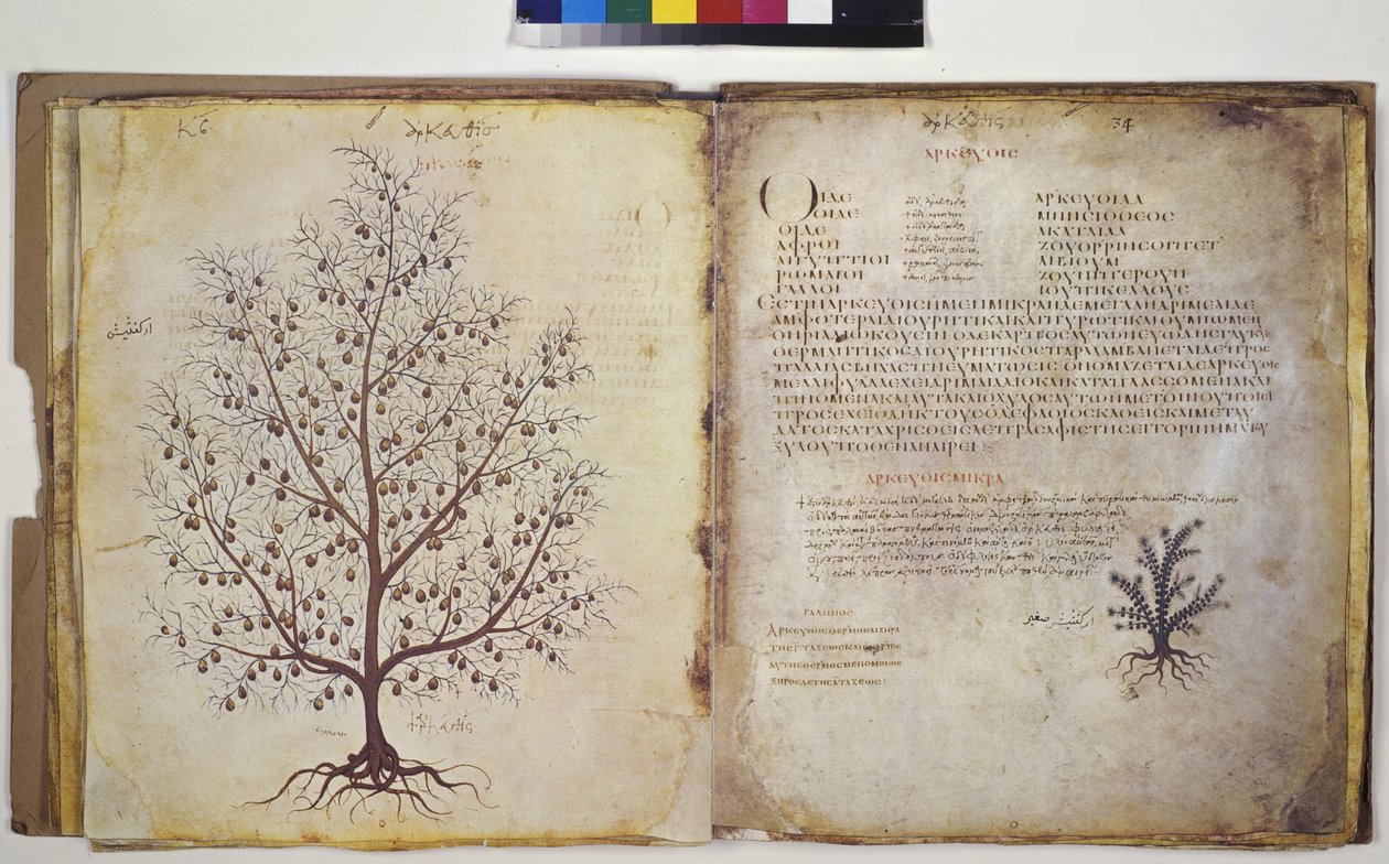 Two full pages: plant study with inscription by Erich Lessing