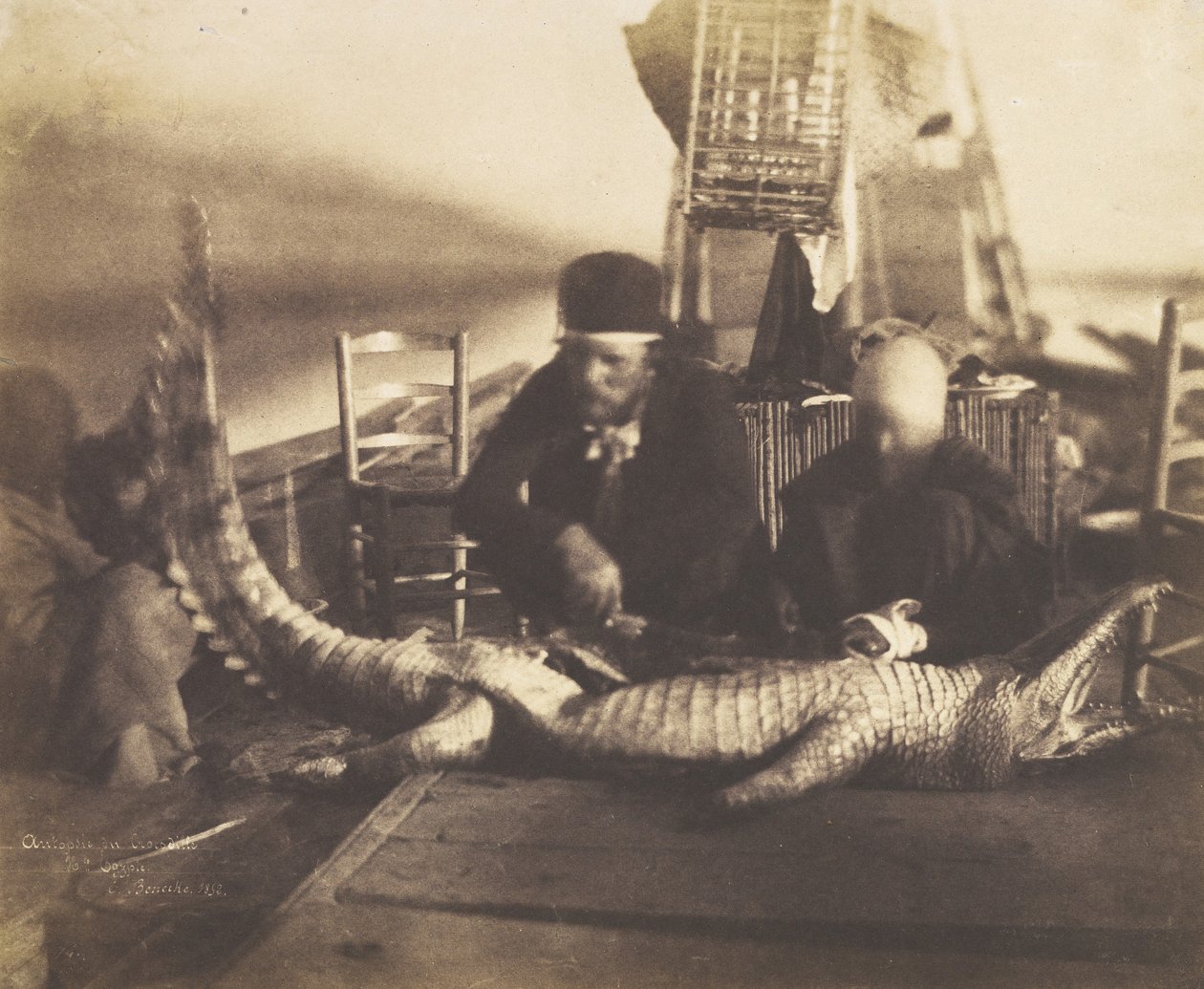 Autopsy of the First Crocodile Onboard, Upper Egypt by Ernest Benecke