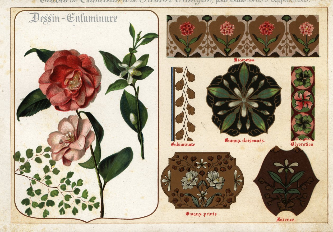 Images of camellias and orange flowers from manuscripts by Ernest Guillot