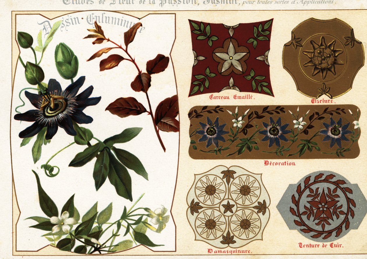 Images of Jasmine and Passionflower from Manuscripts by Ernest Guillot