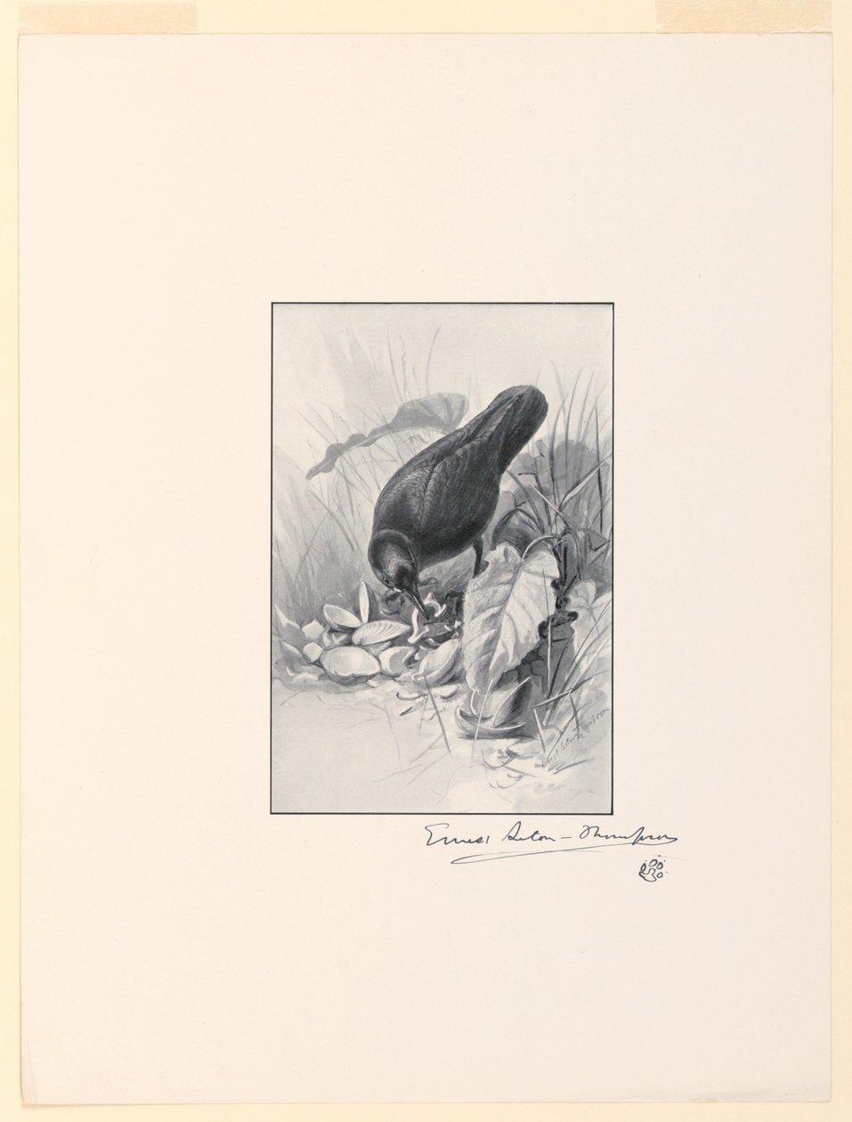 The Handle of a China Cup, the Gem of the Collection by Ernest Thompson Seton