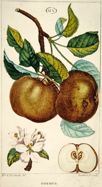 Apple tree, engraved by Lambert, c.1820 by Ernestine (after) Panckoucke