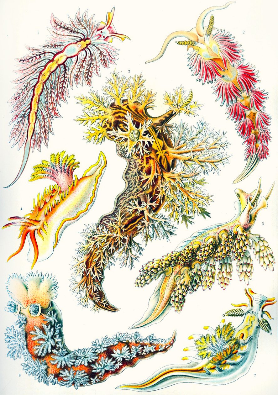 A collection of Nudibranchia from 