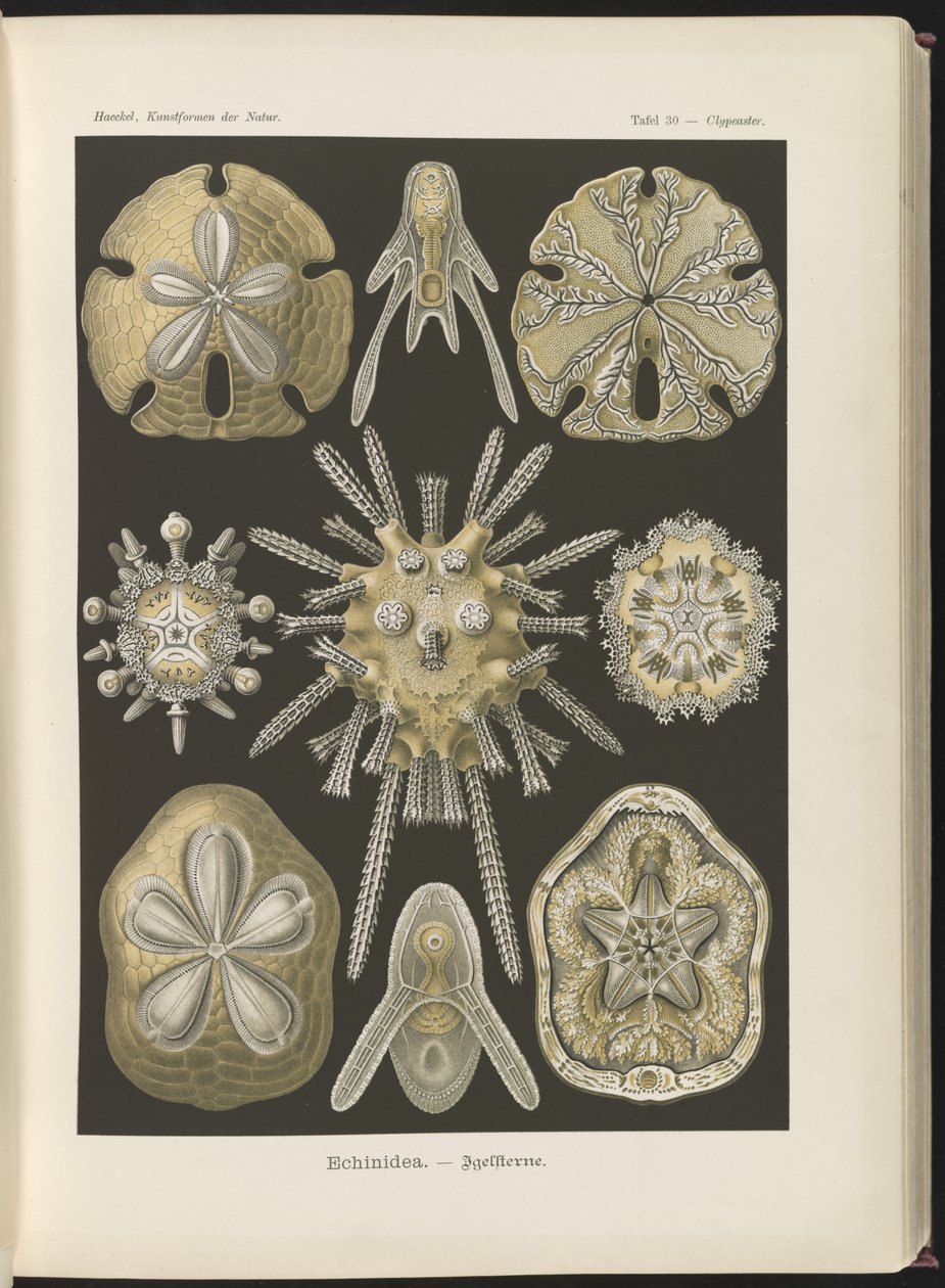 Echinidea: sea urchins and sea dollars by Ernst Haeckel
