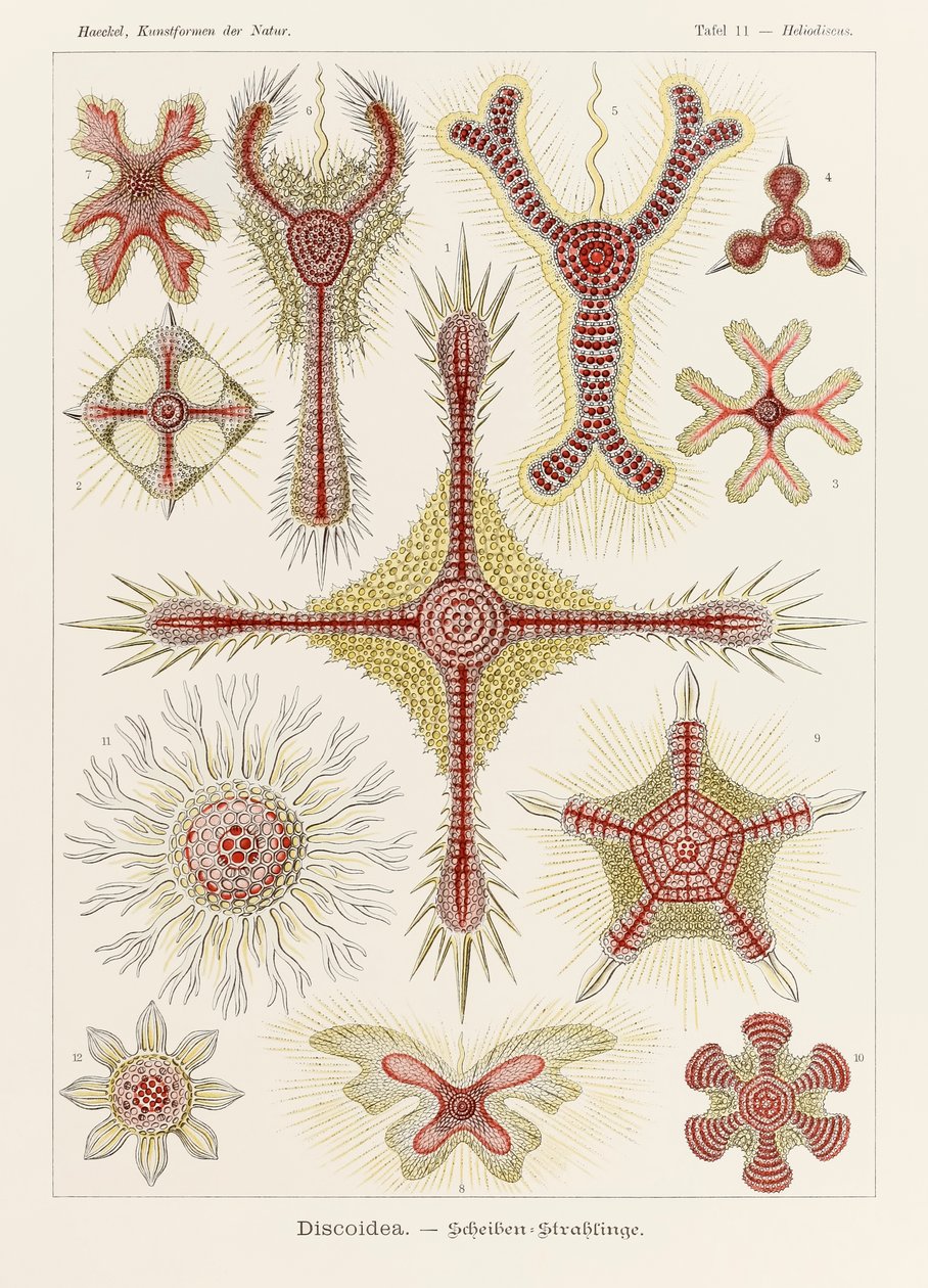 Plate 11 Heliodiscus Discoidea from 