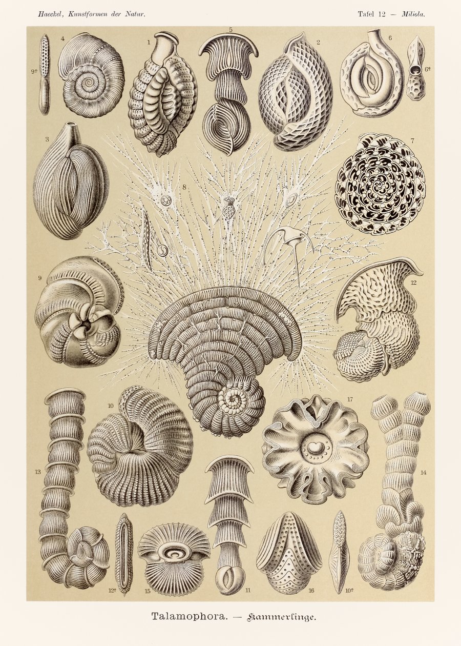 Plate 12 Miliola Talamophora from 