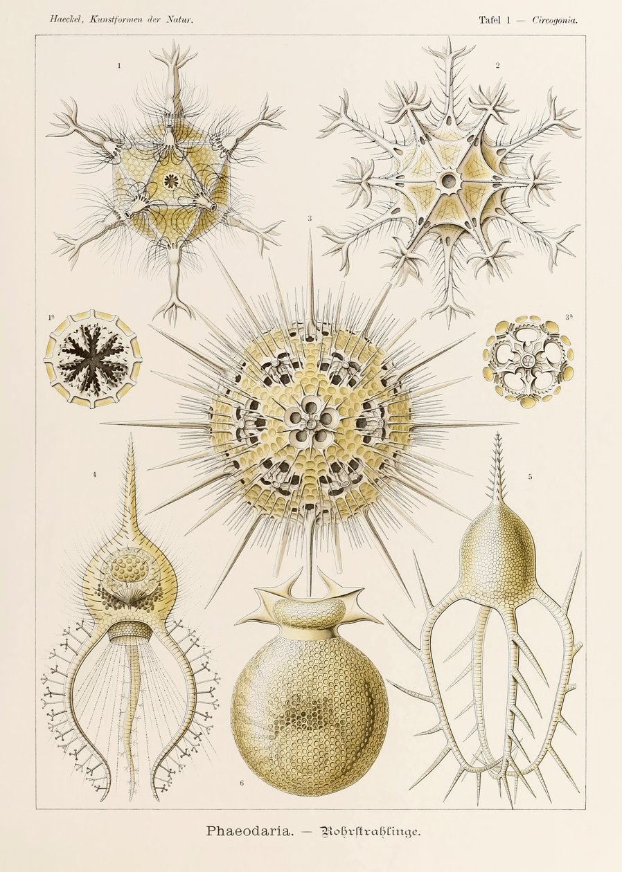 Plate 1 Circogonia Phaeodaria from 