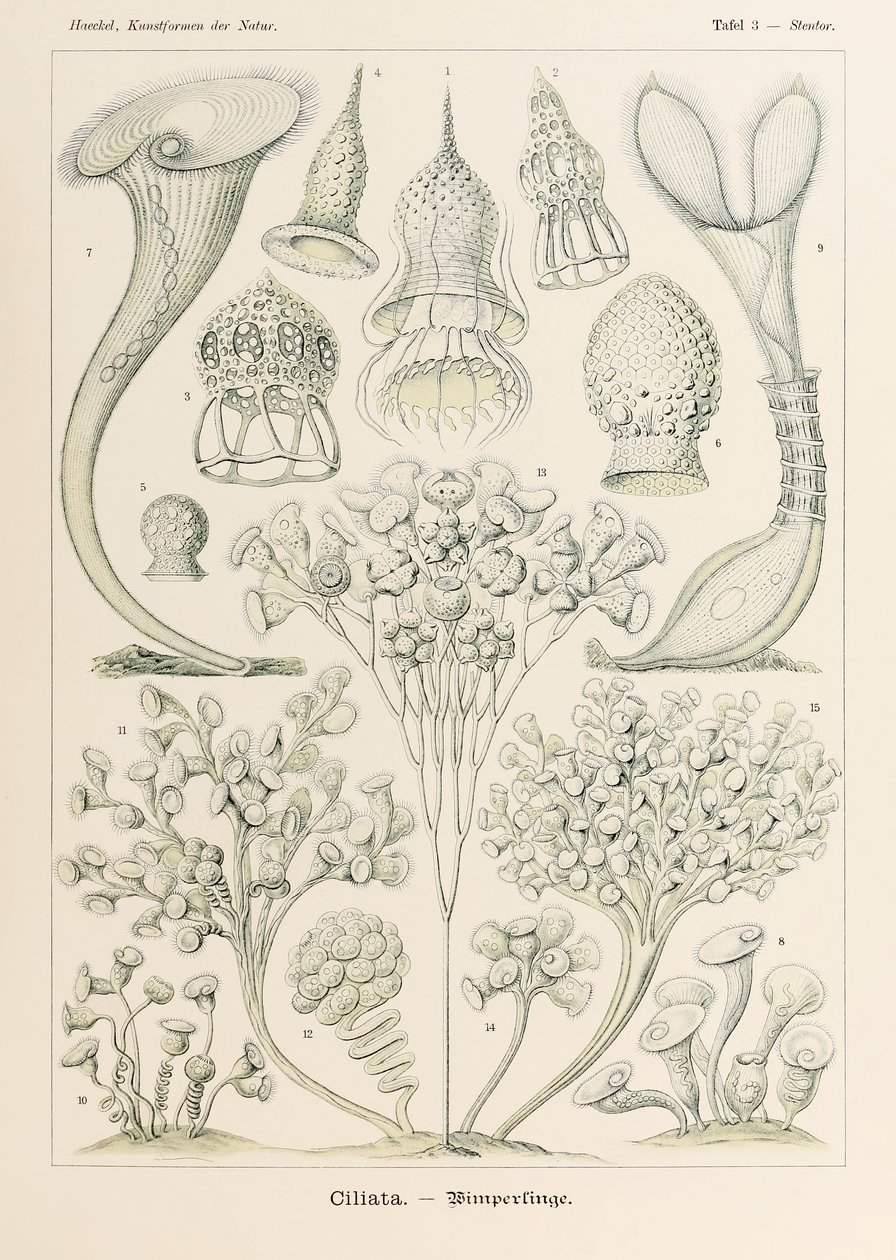 Plate 3 Stentor Ciliata from 