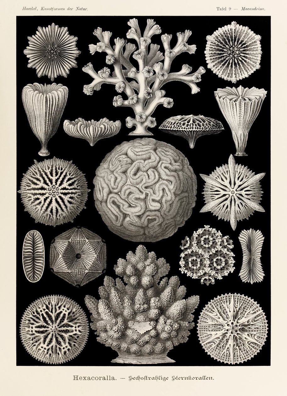 Plate 9 Maeandrina Hexacoralla from 