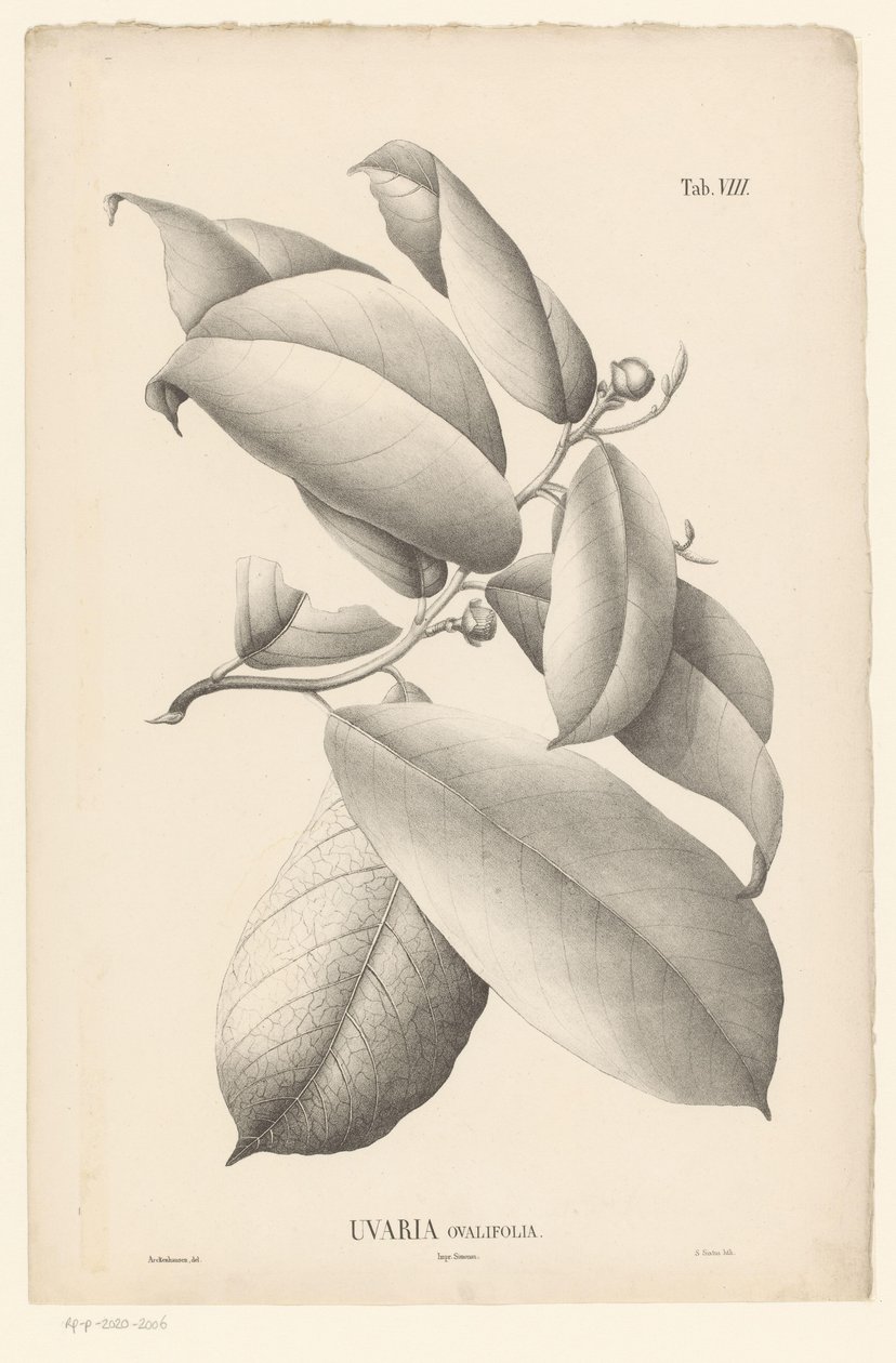 Branch with Leaves and Flower Buds (Uvaria Ovalifolia) by Ernst Philipp Sixtus