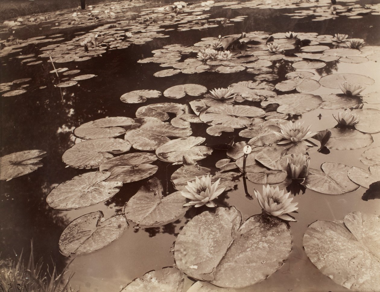 Water Lilies (Bagatelle) by Eugène Atget