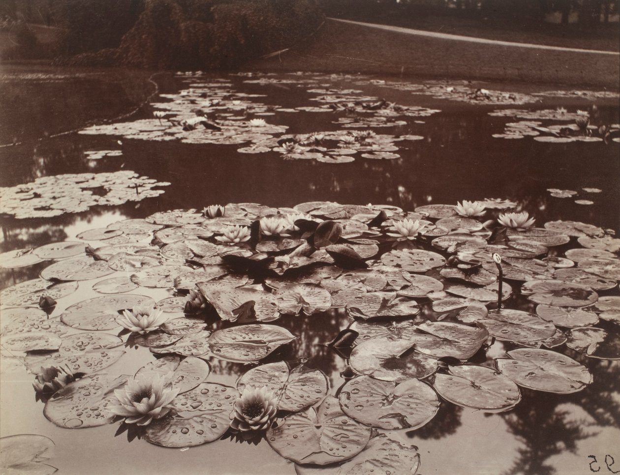 Water Lilies by Eugène Atget