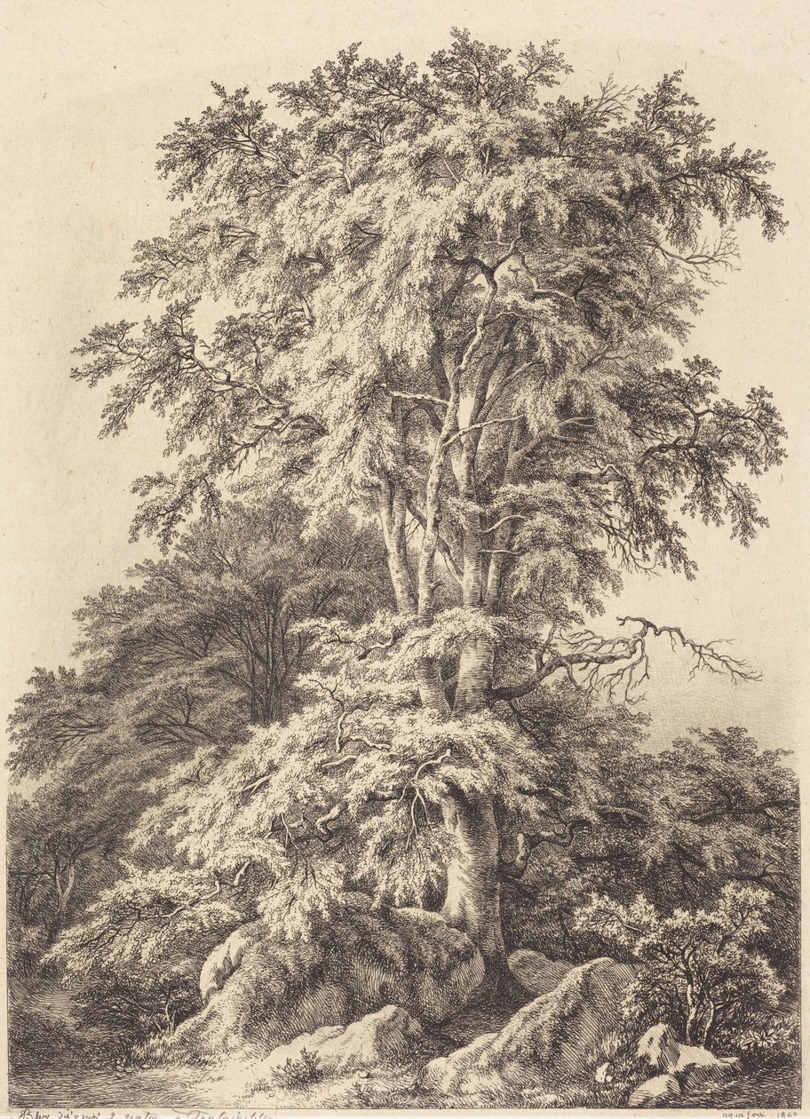 Beech Grove by Eugene Bléry
