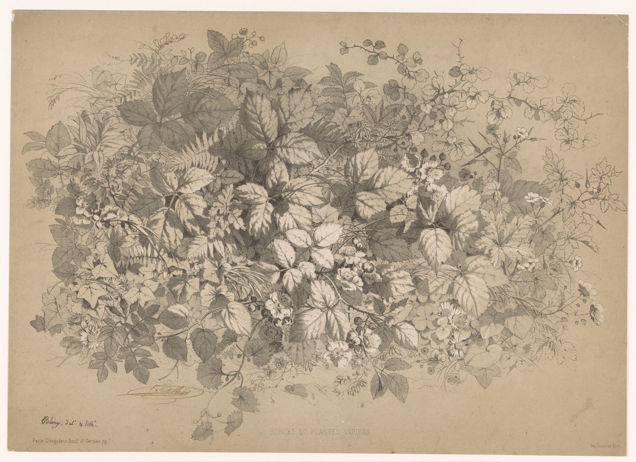 Blackberries and Other Plants by Eugene Bléry