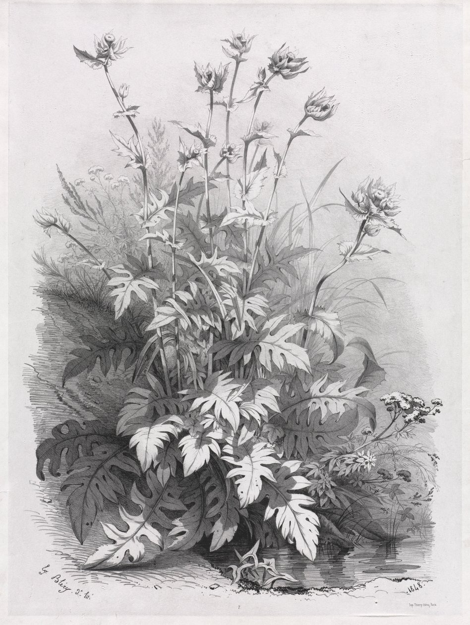 Groups of Various Plants Drawn After Nature: No. 7, 1848 by Eugene Bléry