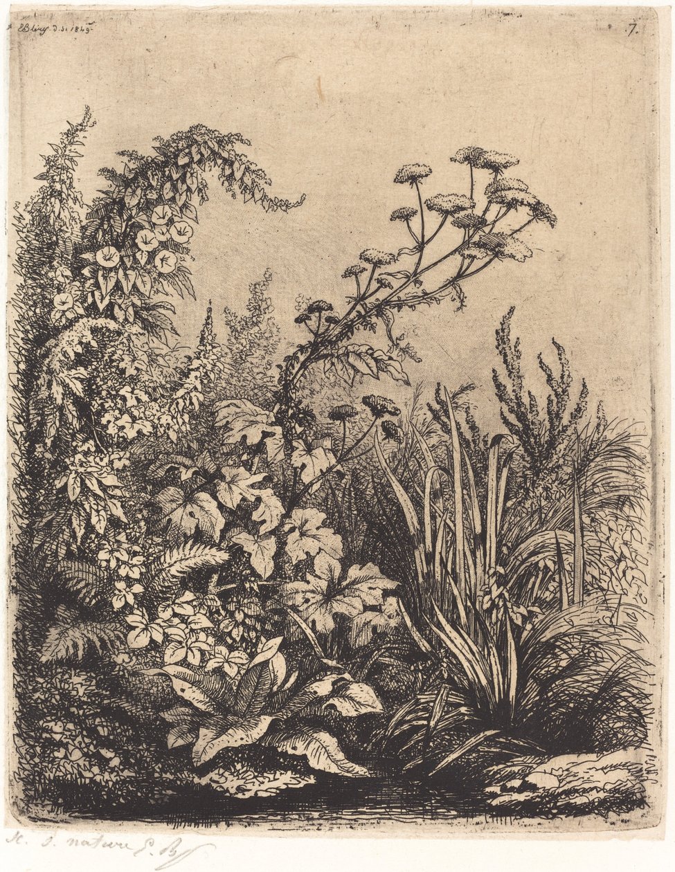 Small Water-parsnip with Bindweed by Eugene Bléry