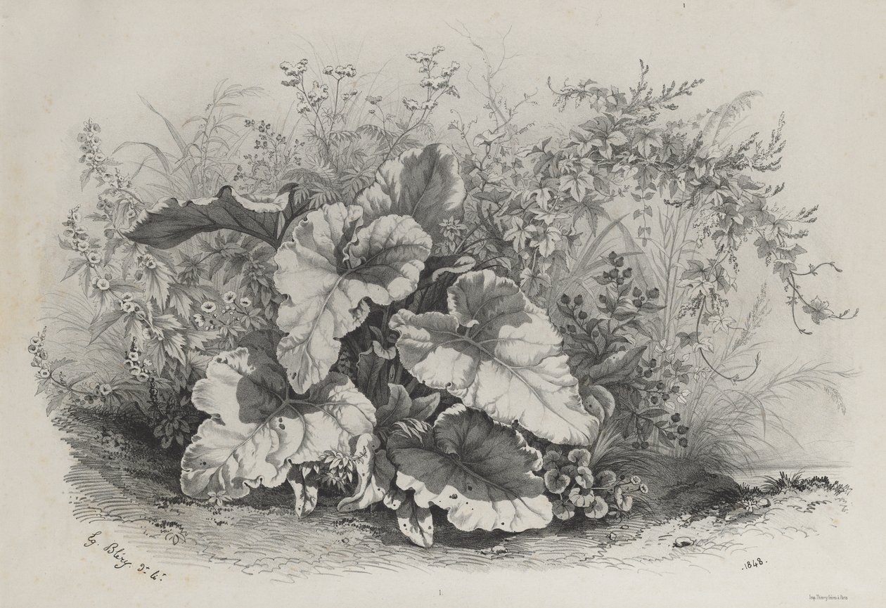 Plant Study from Group of Various Plants Drawn and Lithographed after Nature by Eugene Bléry