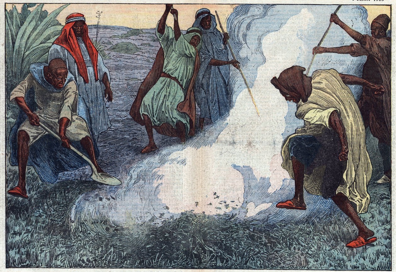 The destruction of grasshoppers in Algeria: the Arabs burn them amid cries and imprecations. Illustration of Damblans. In “Le Pelerin” of July 4 by Eugene Damblans