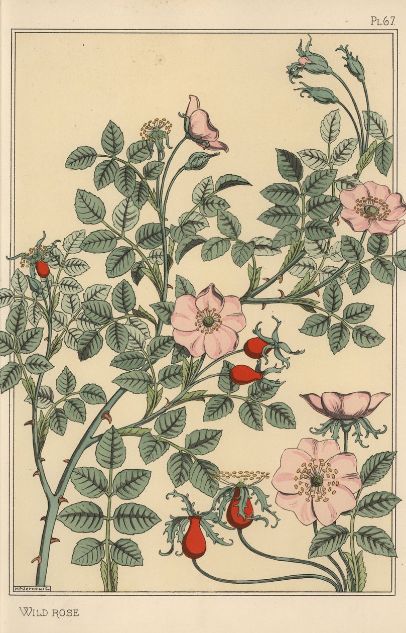 Wild rose botanical study by Eugene Grasset: Fine art print
