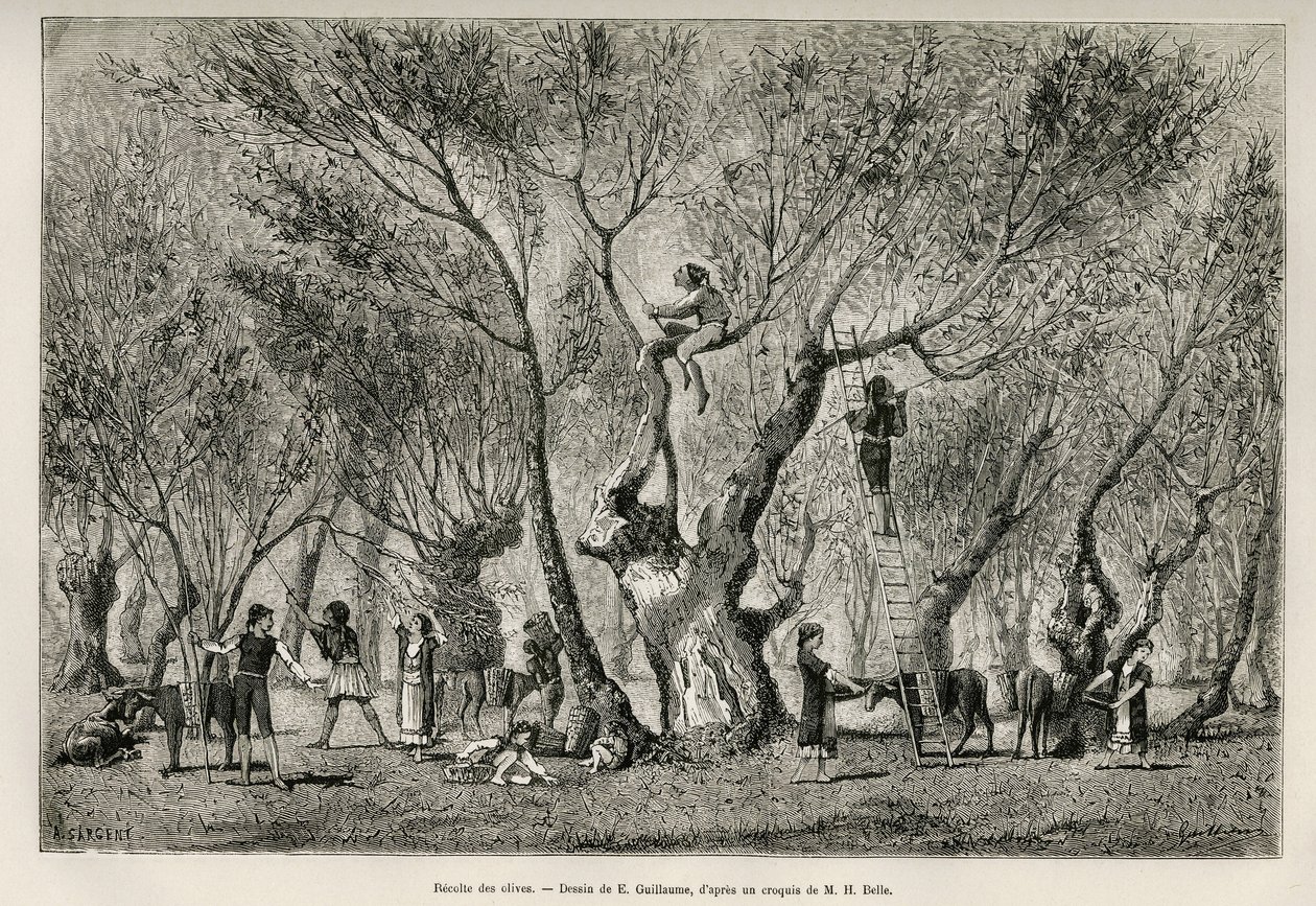The collection of olives in the Amphissa region, drawing by E.Guillaume, to illustrate the story of Henri Belle: Voyage en Greece by Eugene Guillaume