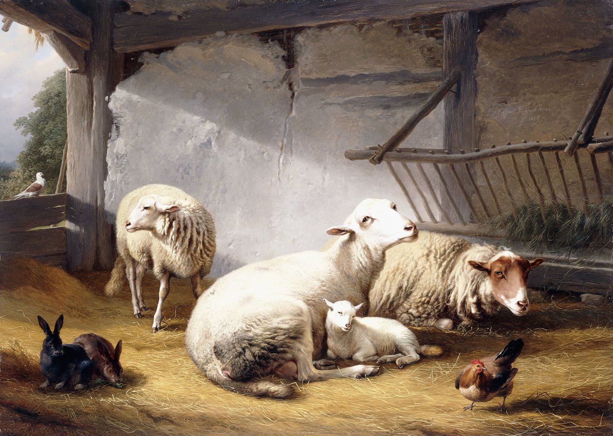 Sheep, Rabbits and a Chicken in a Barn