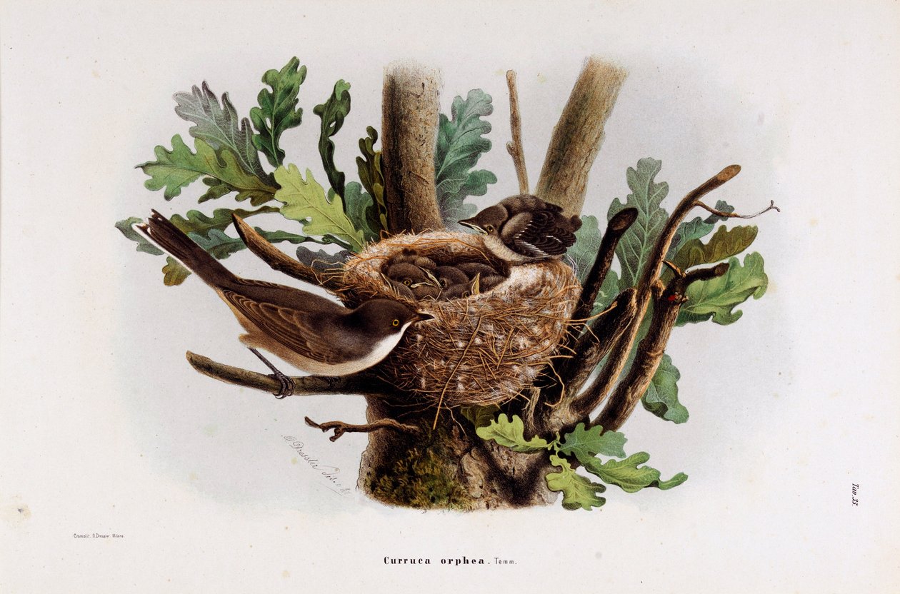 Representation of the Falvette Curruca Orphea by Eugenio and Dressler Oscar  Bettoni
