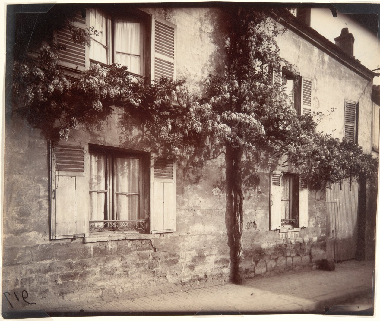 Wisteria, Châtillon by Eugène Atget