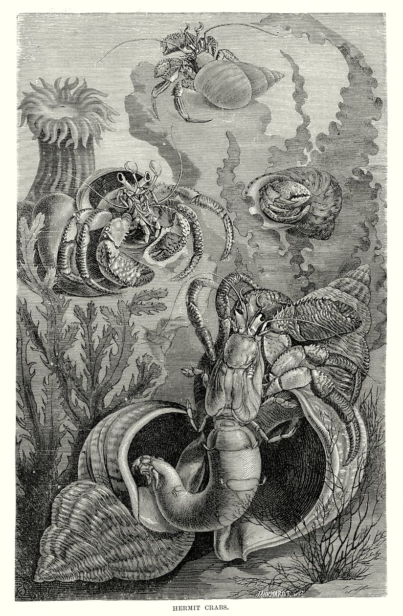 Hermit Crabs by European School