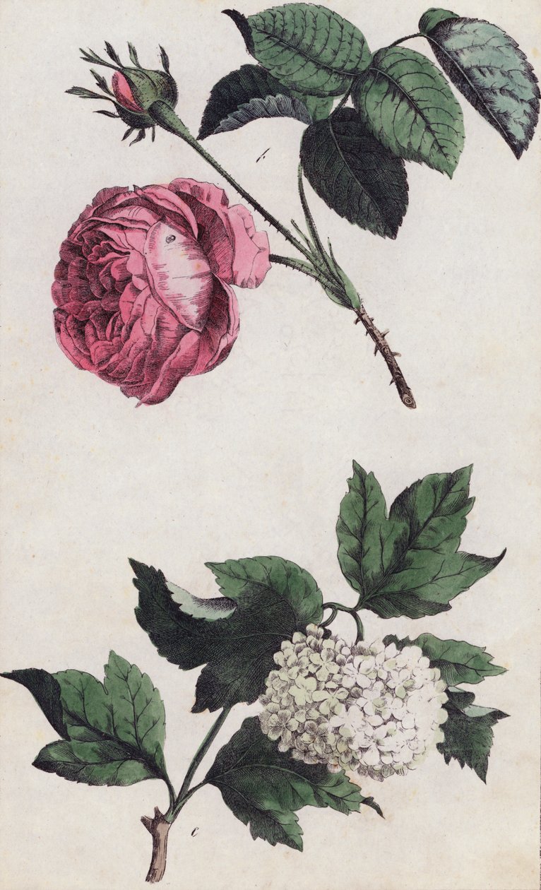 Pink Rose and White Hydrangea by European School