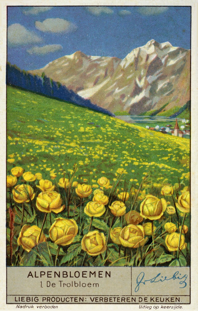Trollius (Globeflower) by European School