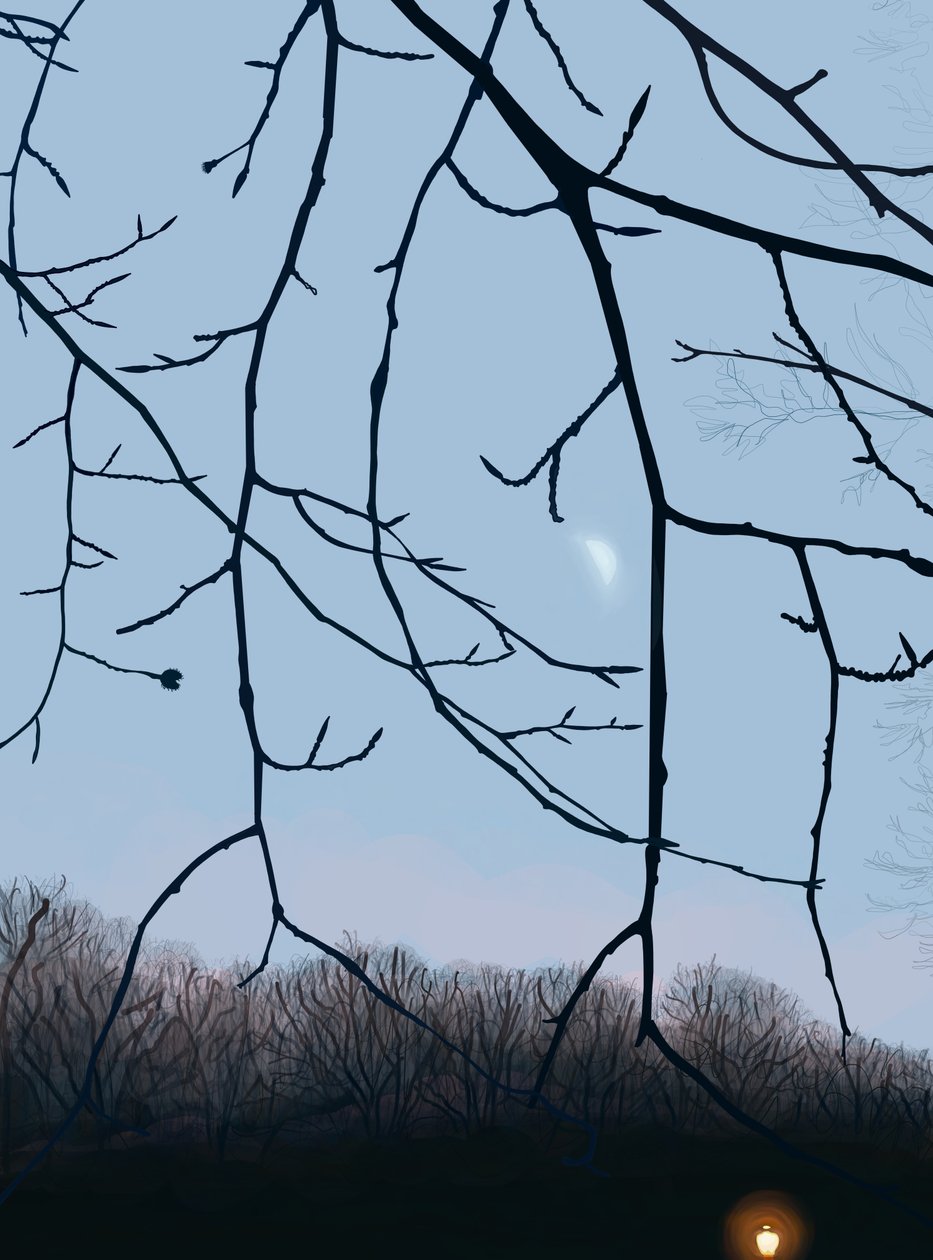 Branches, Dawn, Prospect Park by Evan Sklar