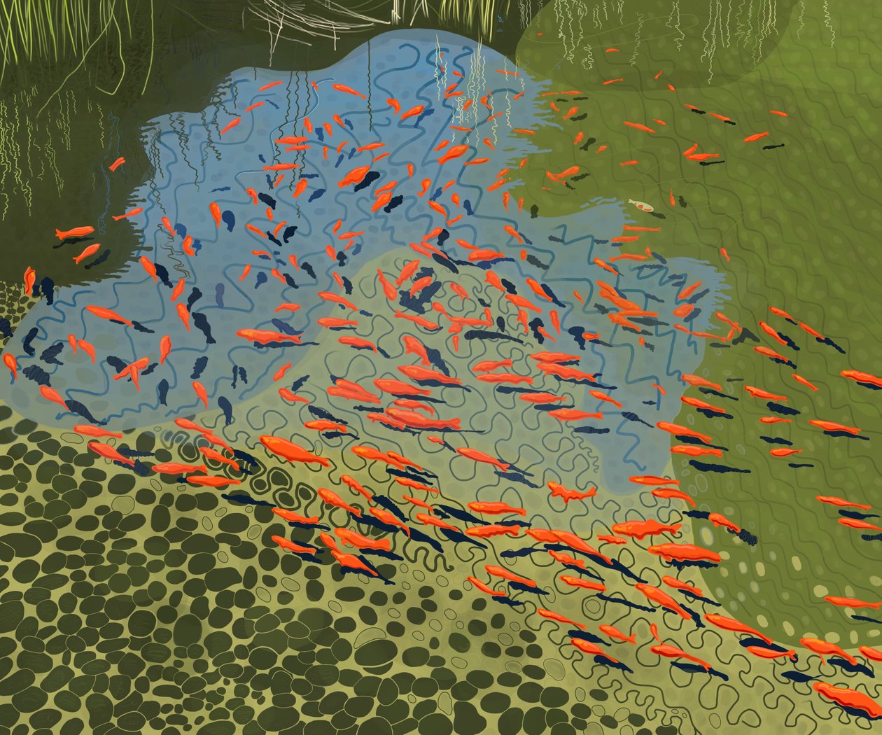 Koi Pond at Botanical Garden by Evan Sklar