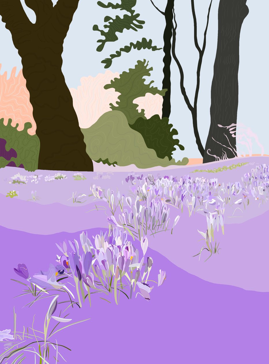 Spring Crocus by Evan Sklar