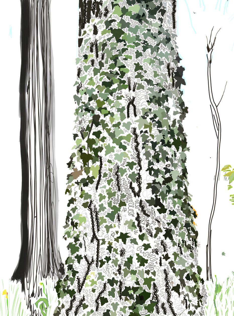 Tree With Ivy by Evan Sklar