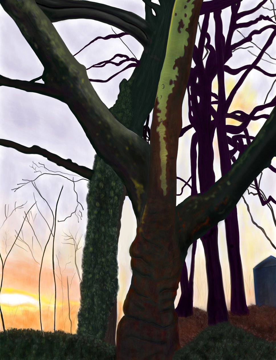 Trees, Prospect Park, Brooklyn by Evan Sklar