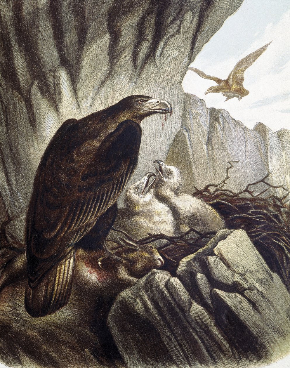 Eagles with their young. Engraving after a drawing by F. Padro. by F. (after) Padro