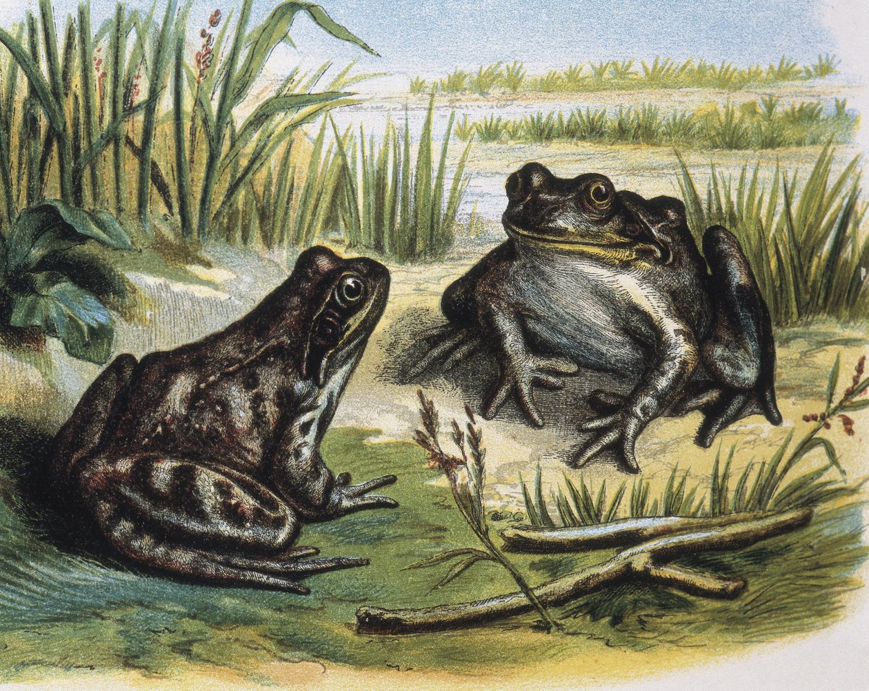 European Common Frog. Amphibians. Engraving after a drawing by F. Padro by F. (after) Padro