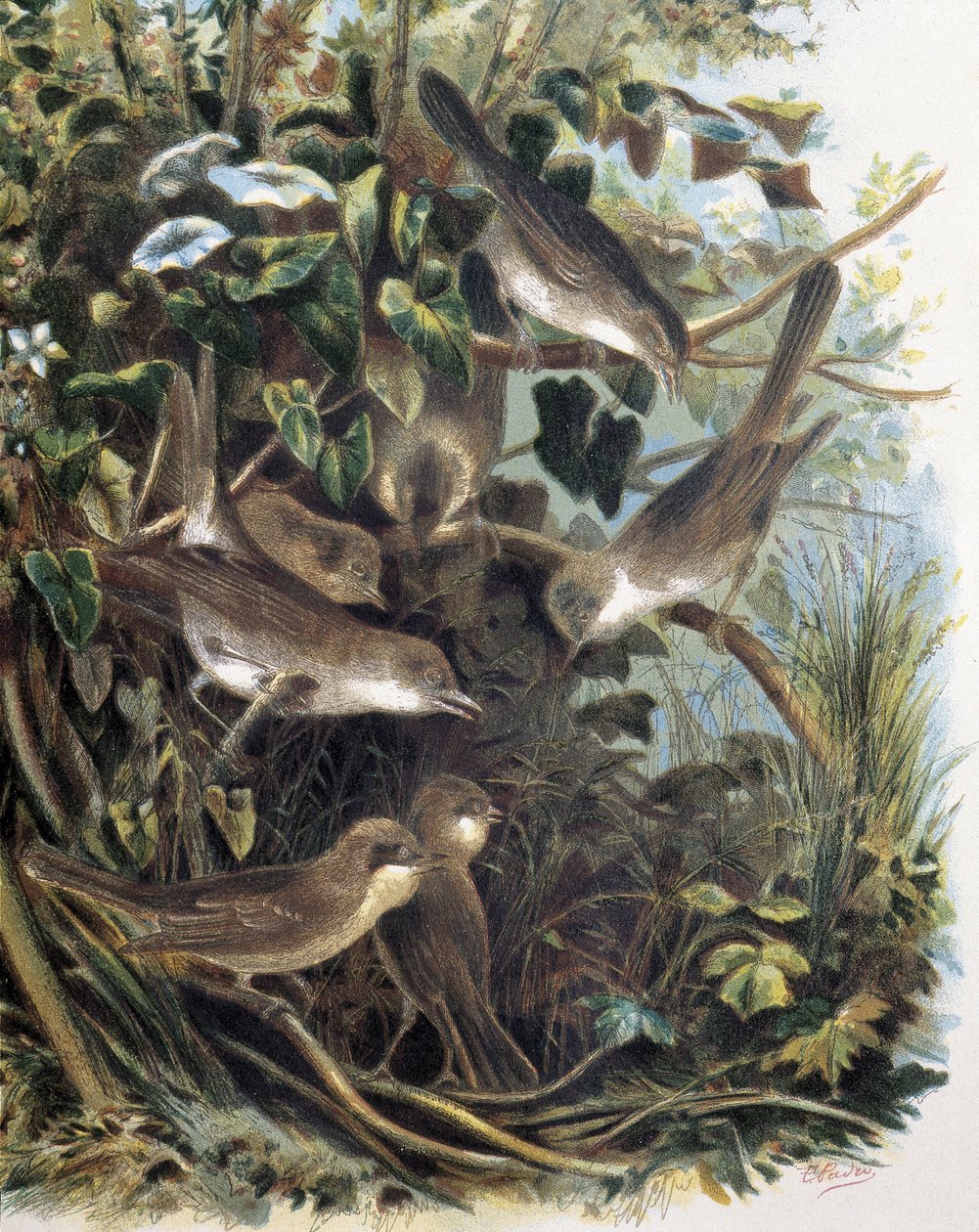 Group of Lesser Whitethroats (engraving after a drawing by F. Padro) by F. (after) Padro