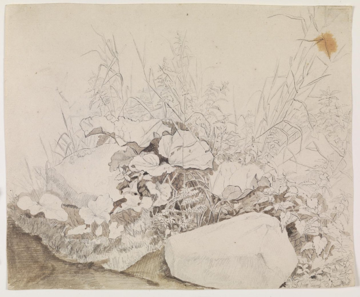 Plants and Rocks (Detail) by F. Sødring