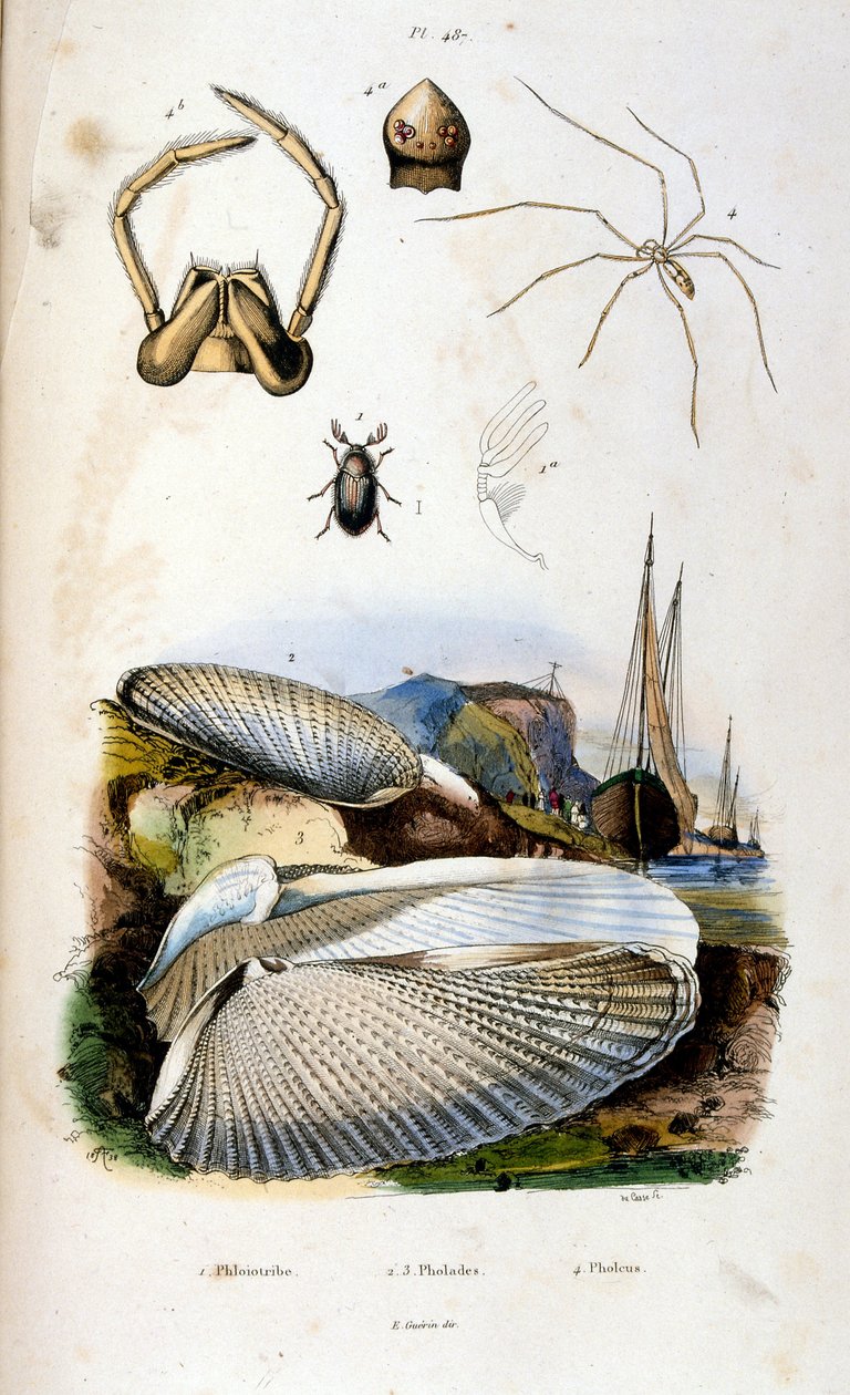Botanical and Zoological Illustration by F. E. Guerin. From Dictionnaire Pittoresque d